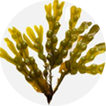 Brown seaweed